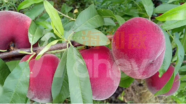桃树施什么肥料桃子甜-海和威