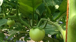 西红柿追肥用什么肥料好？