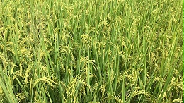 微生物菌剂的作用，黑龙江水稻的效果反馈来啦