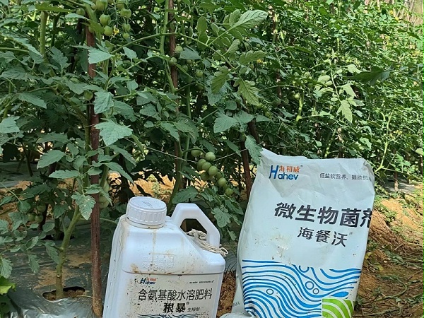 微生物菌剂-番茄用海餐沃水溶肥效果