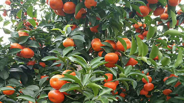 硼肥-柑橘