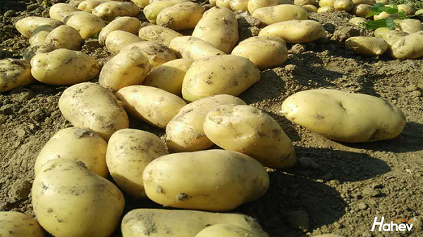 种土豆用什么肥能高产？