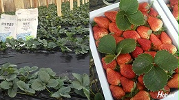 水溶肥在草莓上施肥，一定要这样用