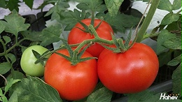 番茄缺硼怎么办？原因是什么？