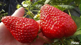 水溶肥在草莓上怎么使用效果好？