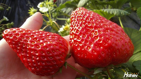 水溶肥-草莓