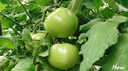 大棚西红柿如何施肥