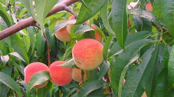 桃树膨大期施什么肥？