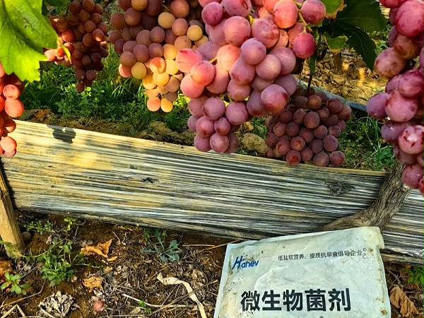 微生物菌剂-红提用海餐沃水溶肥效果