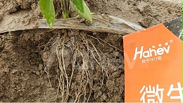 改良土壤最好的方法是什么？怎么做？