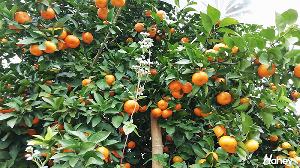 柑橘膨果施什么肥料好？