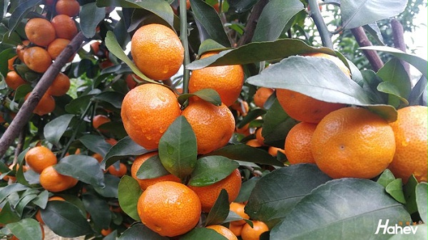 水溶肥-柑橘