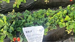 草莓要施什么肥？学会果实大又甜