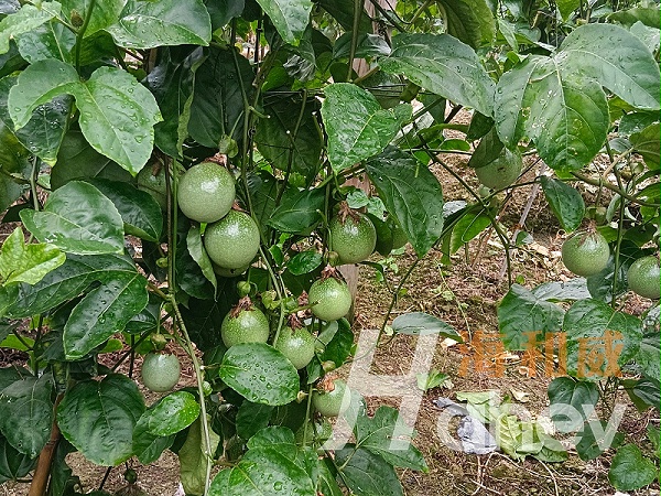 百香果种植-用海餐沃消茬护根365效果
