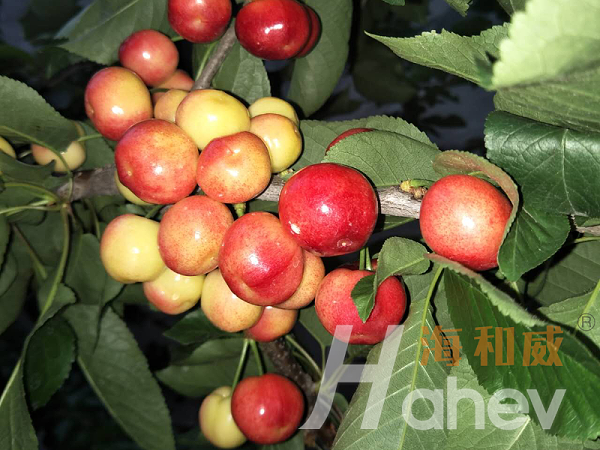 海餐沃颗粒微生物菌剂-樱桃效果