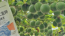 罗汉果追肥选择：适配生长周期需求