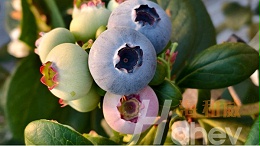 海餐沃颗粒微生物菌剂：破板结、防重茬一步到位