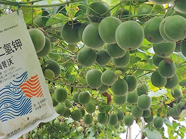 罗汉果追肥-用海餐沃磷酸二氢钾效果