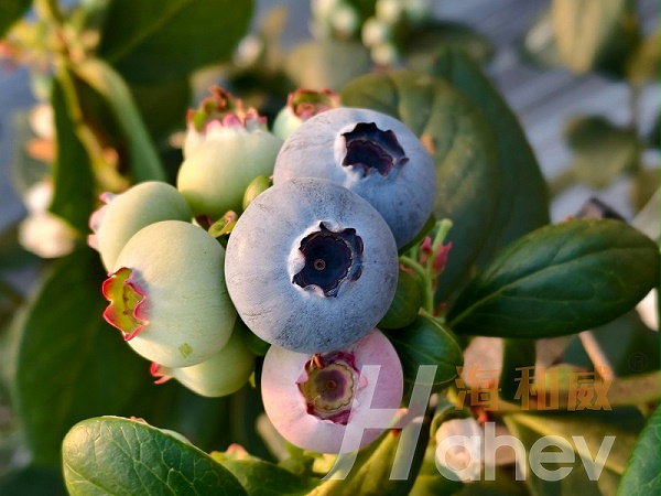 海餐沃颗粒微生物菌剂-蓝莓效果