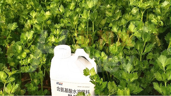 水溶肥品牌-用海和威根暴生根剂的芹菜