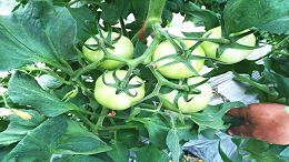 水溶肥在西红柿上的管理方法