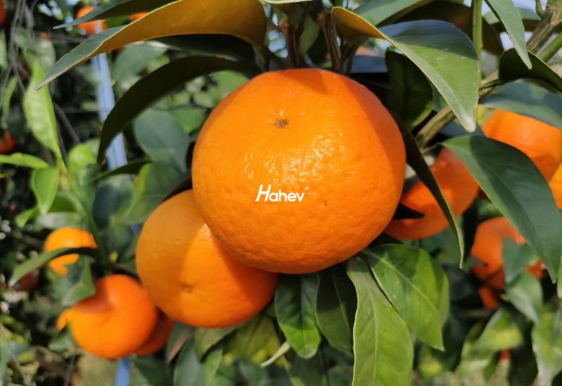 柑橘水溶肥-柑橘-缩