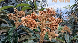 果树种植高产秘籍：保花保果施肥全攻略