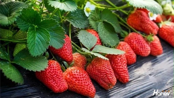 大棚草莓用什么肥料