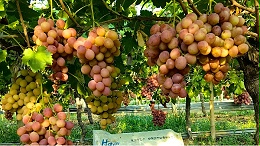 海餐沃微生物菌剂——重构土壤生态的农业新利器