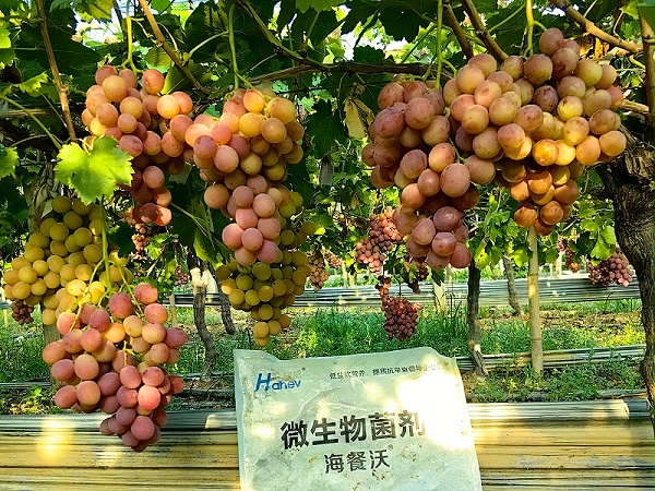 海餐沃微生物菌剂-葡萄效果