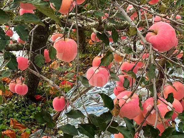 苹果树什么时候施肥？-苹果用海餐沃水溶肥效果