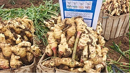 大姜肥料怎么选？选对了才敢说提质增产！