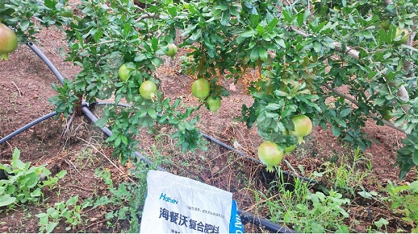 海和威水溶肥-用颗粒水溶肥的石榴