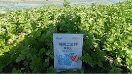 芹菜施肥这样做，一步就到位