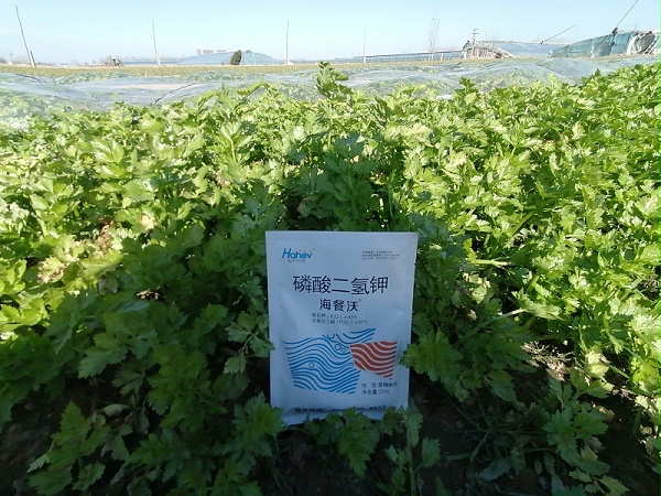 芹菜施肥-芹菜用海餐沃水溶肥效果