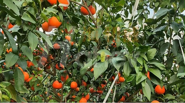 果树-柑橘用海餐沃水溶肥效果