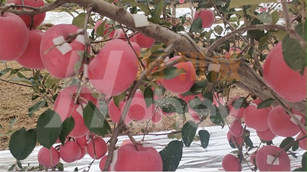 果树-苹果用海餐沃水溶肥效果