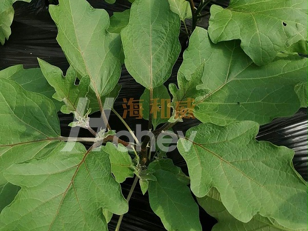 微生物菌剂-茄子用海餐沃微生物菌剂效果