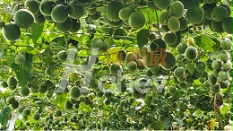 罗汉果种植：涝害后如何救根复壮？
