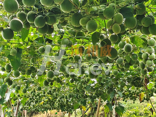 罗汉果种植-用海餐沃颗粒中量元素肥料效果