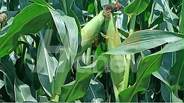 玉米用什么肥料长得好？海和威助力增产