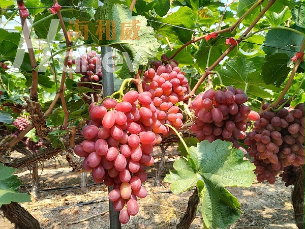 葡萄转色期用什么肥料好-葡萄用海餐沃磷酸二氢钾效果
