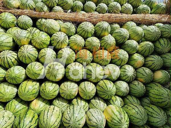 颗粒水溶肥-西瓜用海餐沃效果