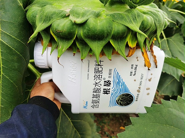 葵花种植-海餐沃根暴生根剂效果
