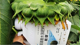 葵花种植：科学施肥才能提质增产