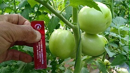 西红柿施什么肥料好？经销商覃总有“法宝”