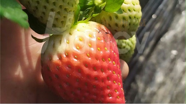 水溶肥-海餐沃草莓