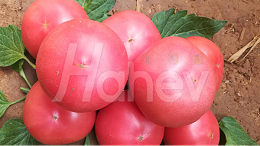 西红柿肥料用这款，提高产量和品质