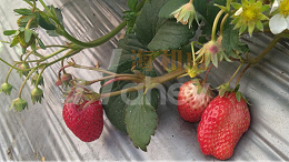 草莓施肥用什么能增加果实甜度