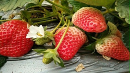 叶面肥使用方法，解决春季草莓旺长现象